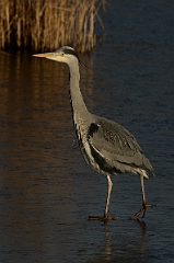David Plant Photography - Wildlife Photography - Grey heron - K